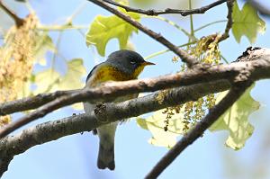 043 Warbler, Northern Parula, 2023-05150945 Parker river NWR, MA